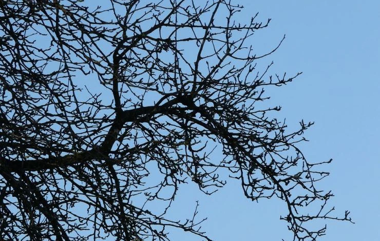 Почему сохнут ветви груши