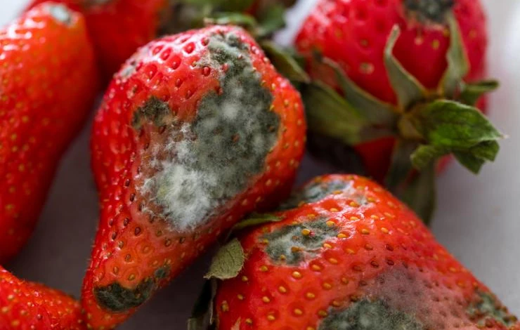 Что делать, если гниют ягоды клубники