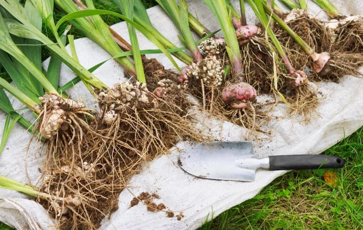 Луковицы – видоизмененные подземные побеги гиацинта