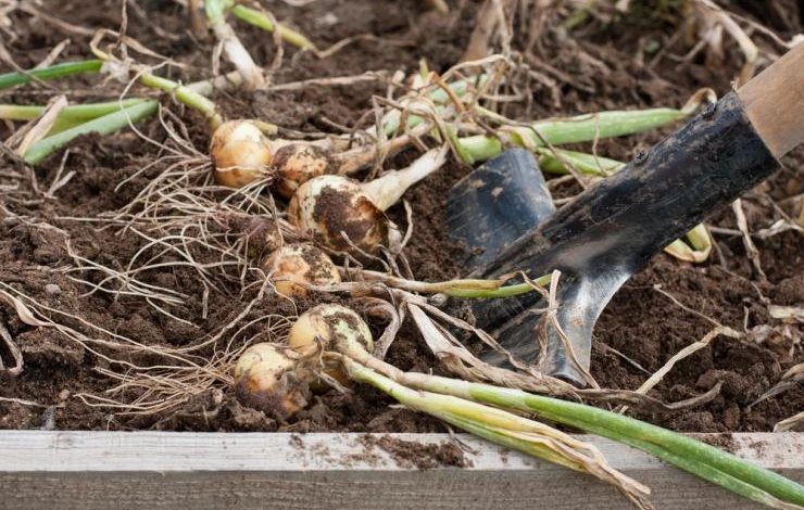 Как правильно выкапывать гиацинты