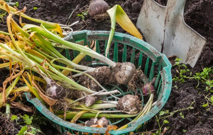 Хранение гиацинтов