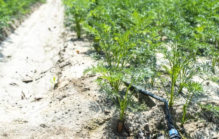 Как сочетать поливы с подкормками моркови