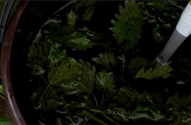 Настойка крапивы своими руками