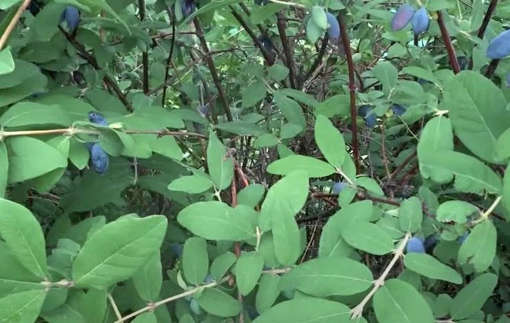 подкормка жимолости народными средствами после сбора урожая