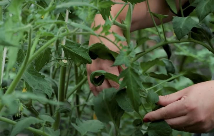 Почему развивается фитофтороз томатов