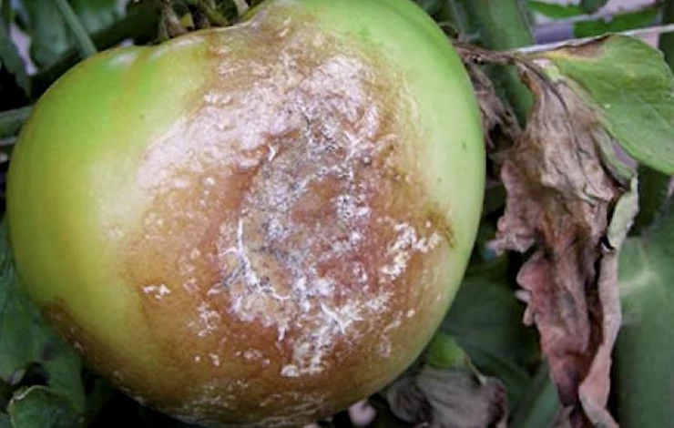 как избавиться от фитофтороза томатов народными средствами