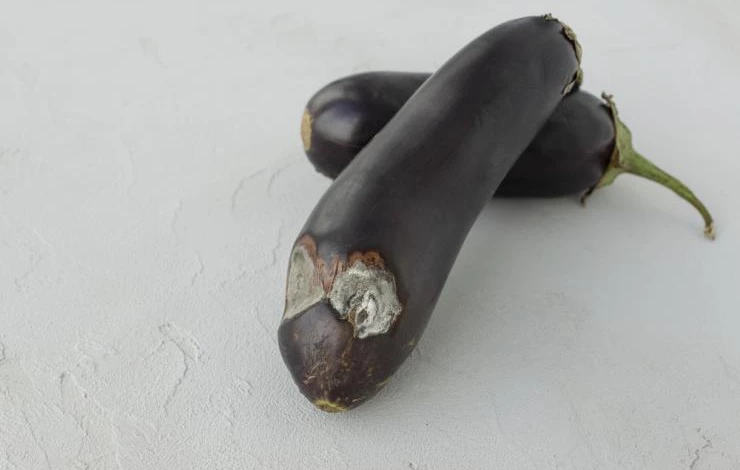 Серая гниль на баклажанах