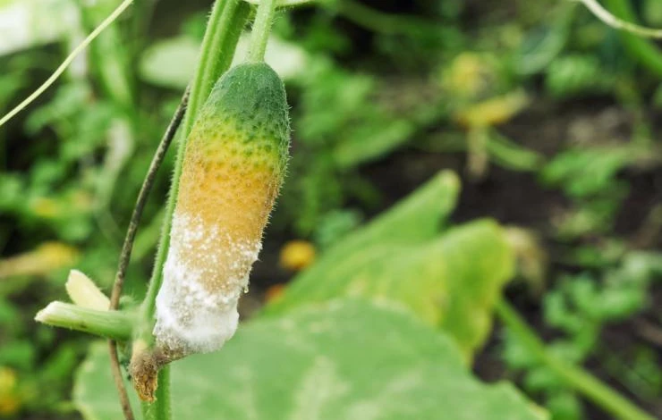 Белая плесень на огурце