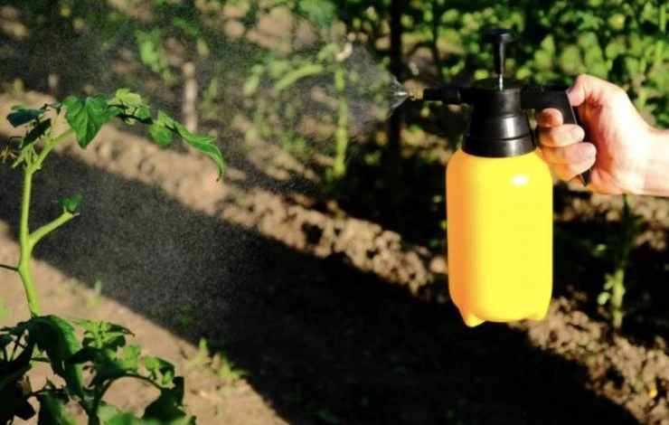 Как бороться с черными мошками на томатах