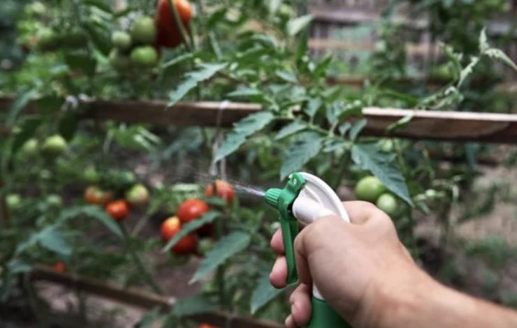 Как уничтожить черных мошек на помидорах