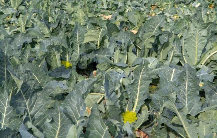 Посадки капусты романеско