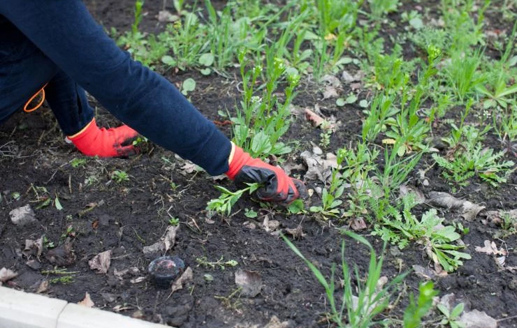 Сорняки - составляющая часть горячего компоста