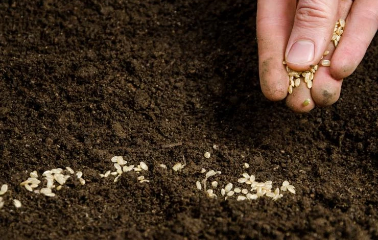 Как подготовить семена к посеву