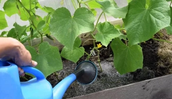 Поливайте огурцы из лейки