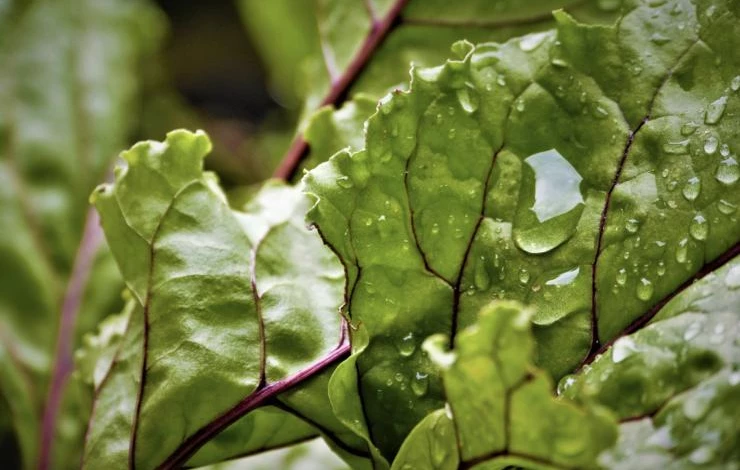 Как поливать свеклу в разные периоды роста