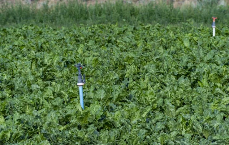 способы полива свеклы в открытом грунте