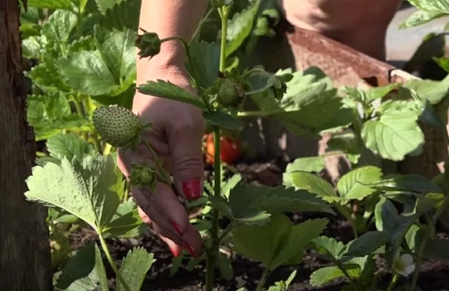 Сорт земляники Сан Андреас