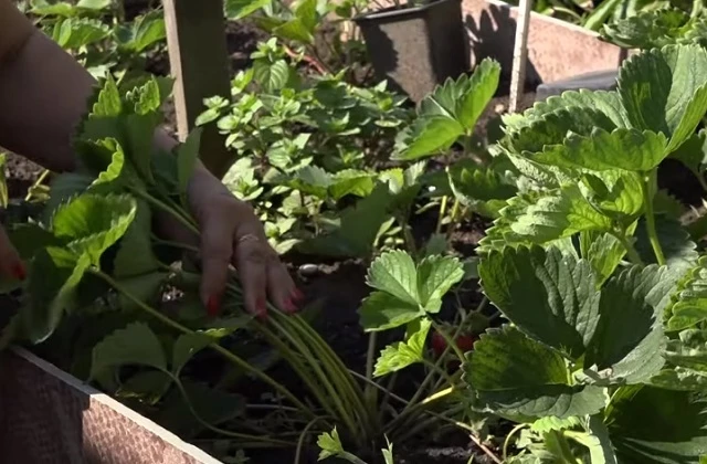 Женские соцветия садовой земляники