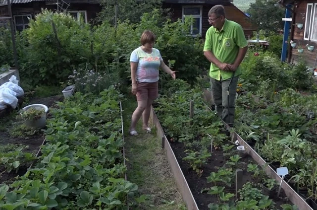 Земляника на приподнятых грядках