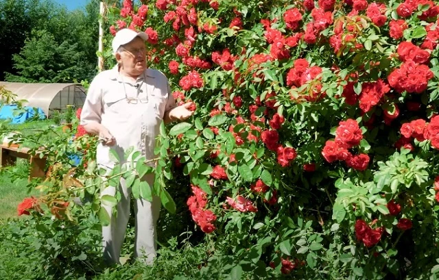 Плетистая роза на шпалере