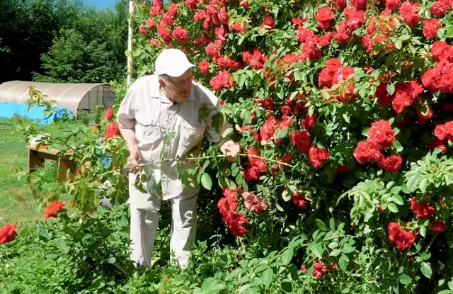 Однолетний прирост плетистой розы