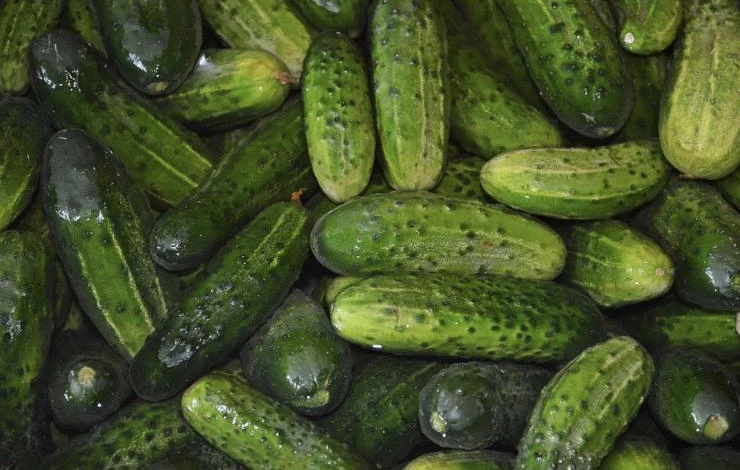 Какие огурцы выбрать для заморозки на зиму