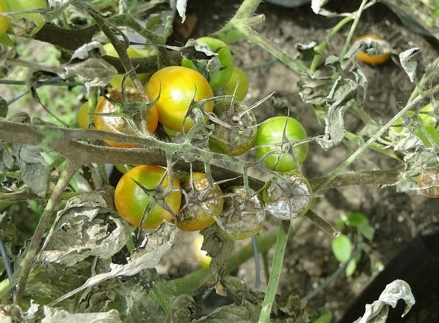 Фитофтороз томатов