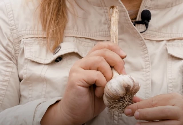 Озимый чеснок