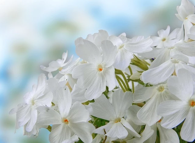 Что делать с флоксами в августе