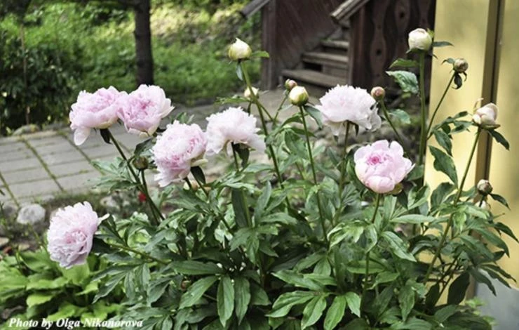 Зачем нужна пересадка пионов