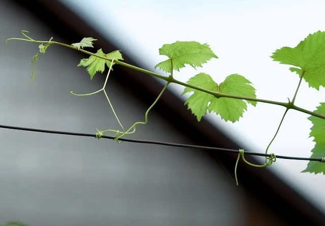 Верхушки побегов винограда