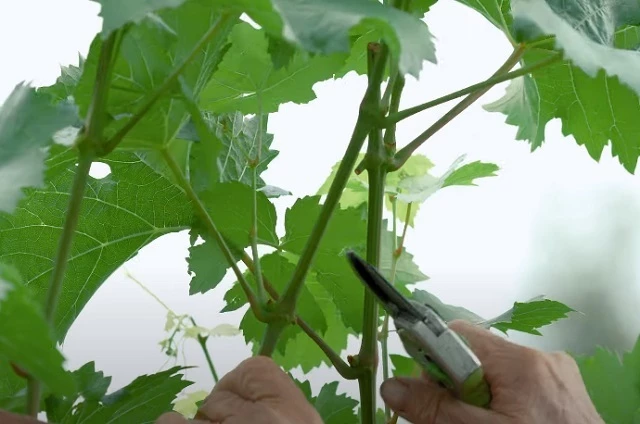 Последние пасынки на кусте оставляют