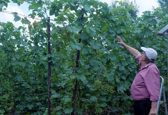 Зеленая масса винограда