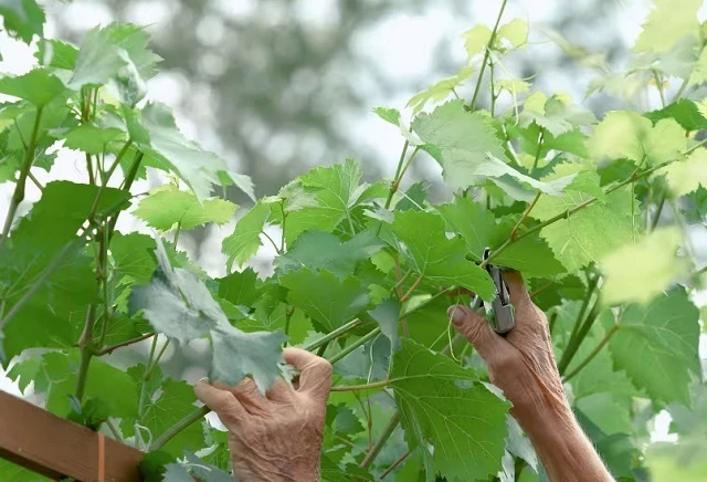 Чеканка побегов винограда
