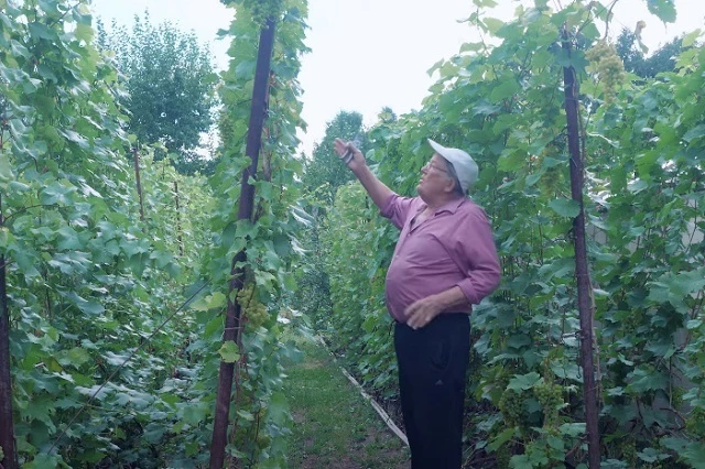 Прочеканенные ряды винограда