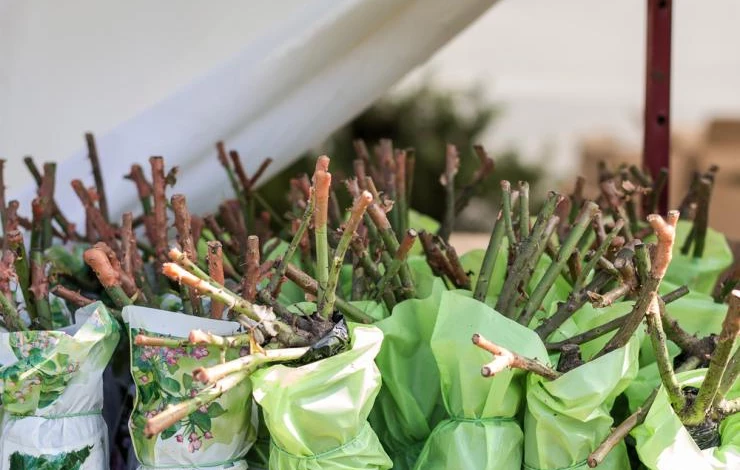 Черенки розы