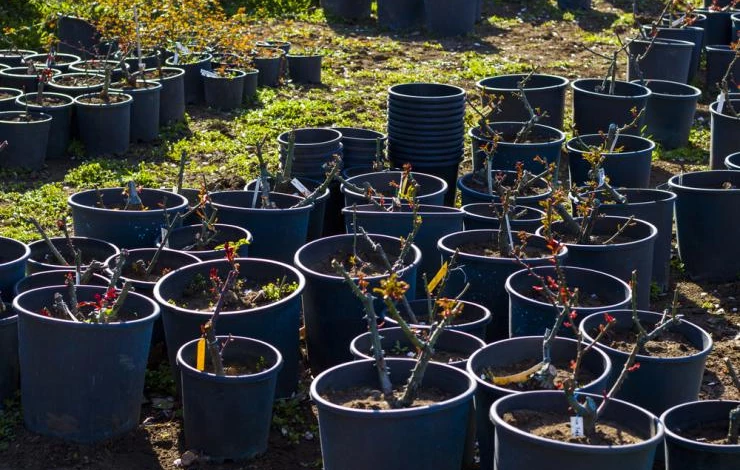 Укоренение черенков