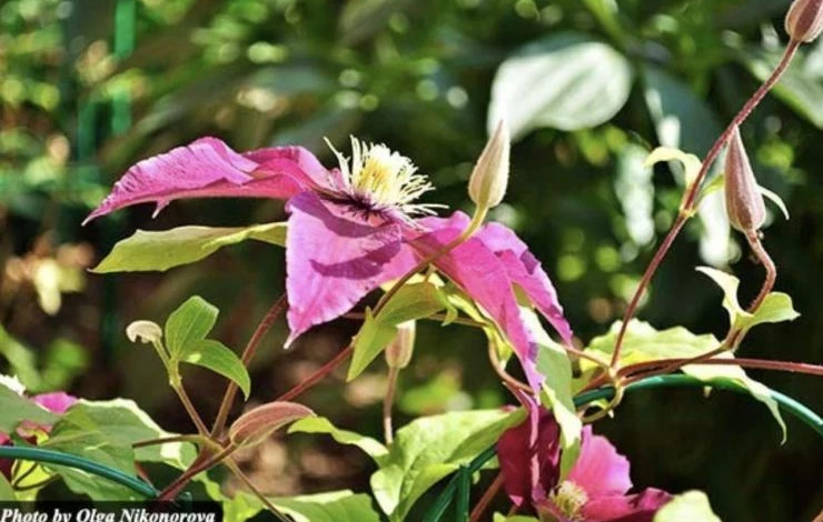 Как правильно обрезать клематис ради цветения