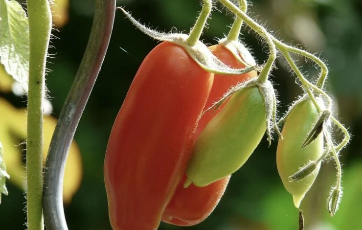 Способы ускорения созревания томатов