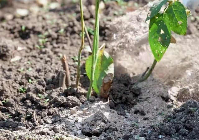 Розы удобряют золой