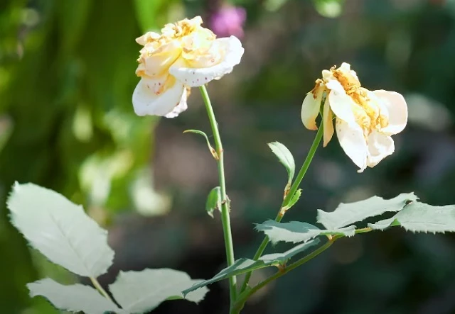 Отцветшие бутоны розы