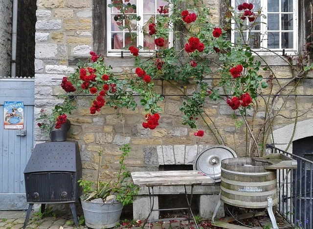 Плетистая роза