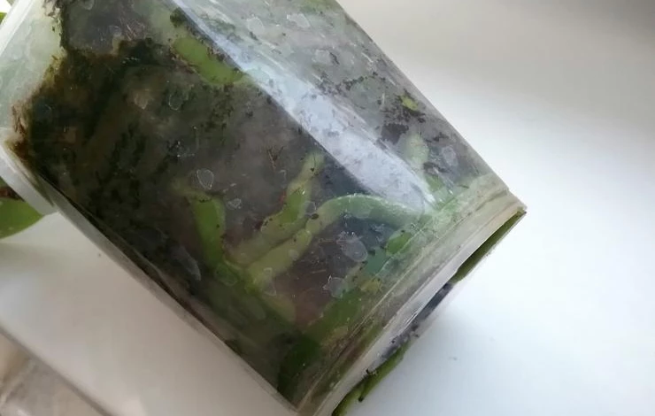 Как правильно поливать орхидею