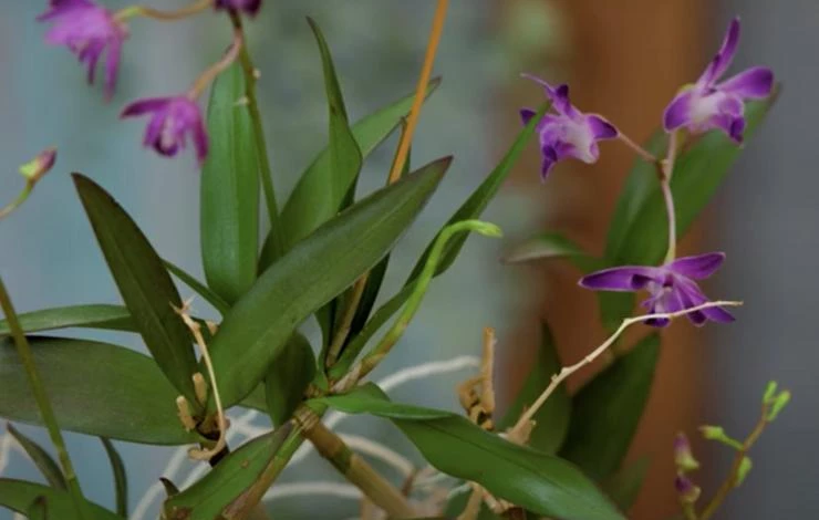 Как ухаживать за орхидеей Фаленопсис