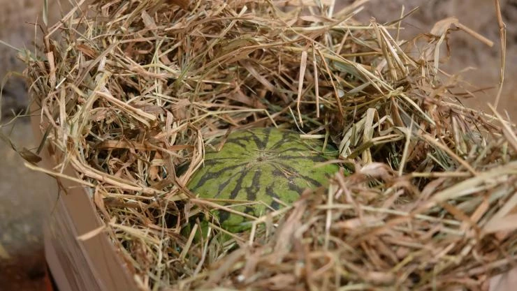 Хранение арбуза в сене