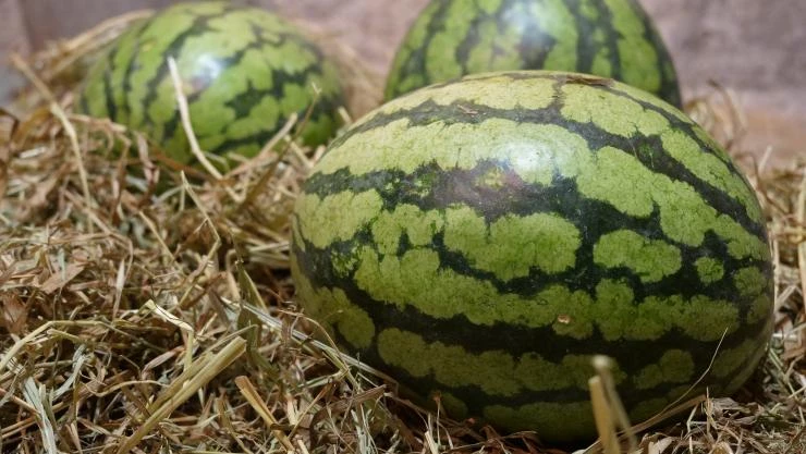 Арбуз хранят на мягкой поверхности