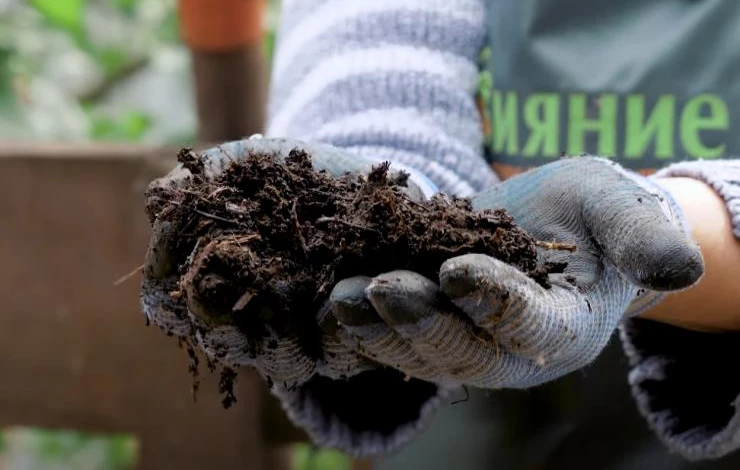 какая почва нужна для лилий