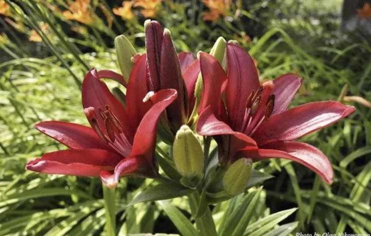 уход за лилиями после пересадки