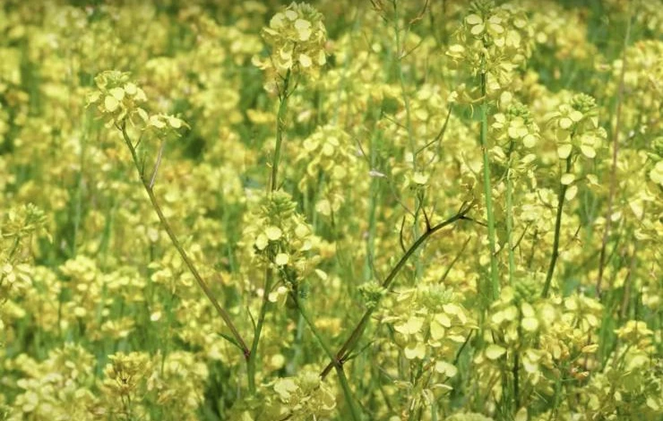 Чем полезна белая горчица как сидерат