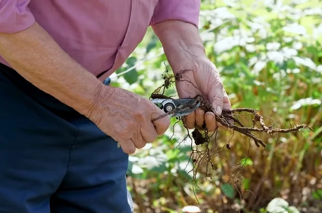 Корни малины делят на черенки